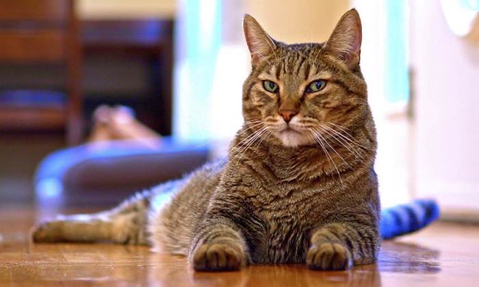 Психолог рекомендовал хозяевам котов больше общаться с питомцем для борьбы  с осенней хандрой | МГППУ